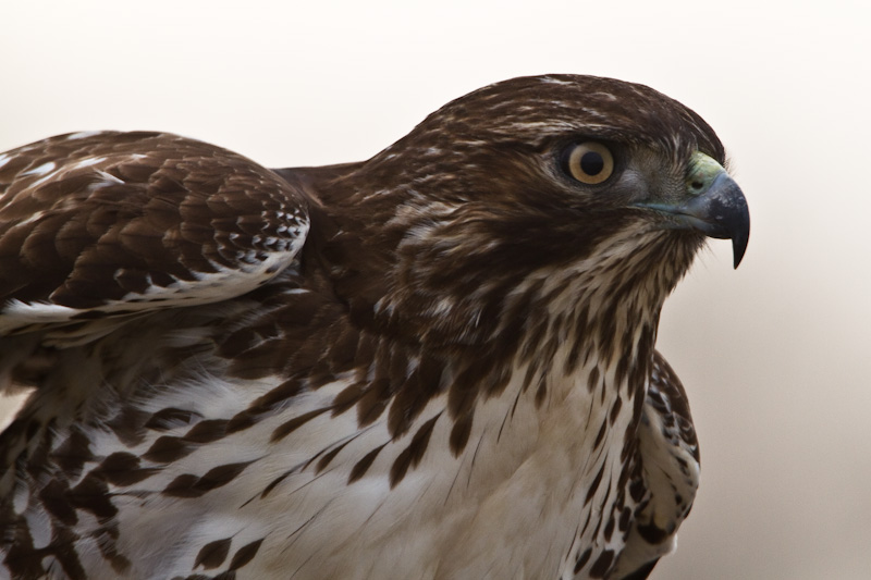 Red-Tailed Hawk